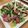 クックパッドごはん部's cooksnap of when they made 水菜とエリンギのサラダ.