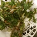 ヌエボン's cooksnap of when they made ウドの冷凍‥天ぷら.