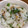Tropicana✧'s cooksnap of when they made 帆立と干しえびの…炊き込みご飯.
