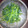 メタボーママ's cooksnap of when they made 春菊のわさびマヨネーズ和え.