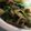 ｙａ－ｙａ－'s cooksnap of when they made ＊しめじと薄揚げ炒め.