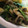 ｙａ－ｙａ－'s cooksnap of when they made ＊しめじと薄揚げ炒め.