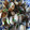 クックXOJS1Y☆'s cooksnap of when they made アサリの酒蒸し.