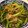 ゆりYO船長's cooksnap of when they made 大根の葉炒め.