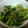とも☆♪☆♪'s cooksnap of when they made かき菜の☆ごま和え.