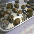 しのばぁたん's cooksnap of when they made ☺簡単にできるあさりの砂抜き法☺.
