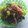 クックS8D7KR☆'s cooksnap of when they made 簡単！きのこの明太子バター炒め.