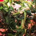 めいちぁん's cooksnap of when they made ほうれん草のツナ入り洋風お浸し.