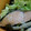 3426's cooksnap of when they made 鮭のシメジオクラ蒸し.