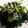 クックS3KLCL☆'s cooksnap of when they made ひじきとほうれん草 切干し大根の煮物♪.