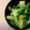 クックQ1UMSY☆'s cooksnap of when they made 簡単もう一品、小松菜のナムル.