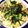 クックQT23CK☆'s cooksnap of when they made 長いものグラタン 20分.