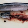 みっくママ's cooksnap of when they made 調理別3種基本のサンマ下処理.