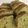 ma710ma's cooksnap of when they made 抹茶とヨーグルトのパウンドケーキ♪♪.