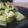 ダイナマイト漆黒's cooksnap of when they made 筍のペペロンチーノ＊ジェノバ風.