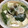イヌチン's cooksnap of when they made 小松菜と豆腐とカニカマの中華風煮込み.