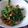 藍川咲's cooksnap of when they made 糖質オフ＊塩ニラ豚.