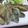 あいあいママさん's cooksnap of when they made 骨までカリアリ アジのから揚げ.