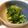 olive_nda's cooksnap of when they made 葉わさび＆花わさび　の食べ方.