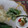 melmarilyn's cooksnap of when they made ししとう大量消費！ししとうの辛子天ぷら.