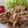 きょうこxxx's cooksnap of when they made ☆玉ねぎも一緒に☆豚の生姜焼き☆.