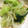 makmo5's cooksnap of when they made 青梗菜ともやしの中華和え.