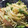 ゆきひろいち's cooksnap of when they made ハムともやしのマヨわさび和えサラダ.