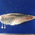 いとーず's cooksnap of when they made 鯵のさばき方〜刺身編〜.