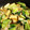 まーくんママ♫'s cooksnap of when they made チンゲン菜と厚揚げの中華風うま煮♪♪.