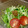 つまみぐい太郎's cooksnap of when they made もやしと水菜の粒マスタードマヨネーズ和え.