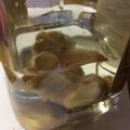 ♡りりたん♡'s cooksnap of when they made 必見♡生姜の保存方法★.