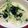 あおりんごAlice's cooksnap of when they made 牛乳で！簡単おいし〜味噌クリームパスタ.