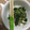 imokorebon's cooksnap of when they made 青ヶ島直伝！明日葉と鯖缶のマヨ和え.
