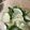 ☆tomo_☆'s cooksnap of when they made 菜の花と蕪のハニーマスタードサラダ.