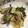 こぶ99's cooksnap of when they made 鶏とじゃがいもの炒め物.