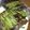 クックWSQEN9☆'s cooksnap of when they made ワラビ＊昆布締め(冷凍可能).