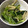 ajinawanco's cooksnap of when they made 小松菜とごぼうのごま酢和え.