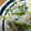 chiriri10's cooksnap of when they made とっても簡単な蓮根のネギ炒め.