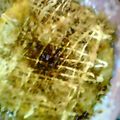 shiqibu's cooksnap of when they made ウチのお好み焼き.
