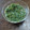 oyuking40's cooksnap of when they made あの焼肉屋さんの！ 私の極上ねぎ塩だれ.