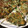 harutama's cooksnap of when they made とろろ昆布とネギのとろとろ焼き.