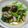 レオミウ's cooksnap of when they made 小松菜としめじの料亭風おひたし.