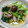 レオミウ's cooksnap of when they made 小松菜としめじの料亭風おひたし.