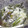 nosso's cooksnap of when they made 簡単5分で料亭の味☆春わらびのさっと煮.