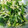 ★tachy★'s cooksnap of when they made やみつき！ほうれん草とモヤシのナムル☆.