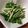 ちょびすこ's cooksnap of when they made 超簡単・水菜とツナのサラダ.