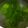 ★きんかん★'s cooksnap of when they made 国産塩蔵生わかめのしゃぶしゃぶ.