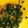 クック7M965A☆'s cooksnap of when they made ＊万能＊ネギ塩だれ.