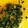 クック7M965A☆'s cooksnap of when they made ＊万能＊ネギ塩だれ.
