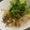 ポメリー's cooksnap of when they made 水菜とタラコのスパゲッティー.